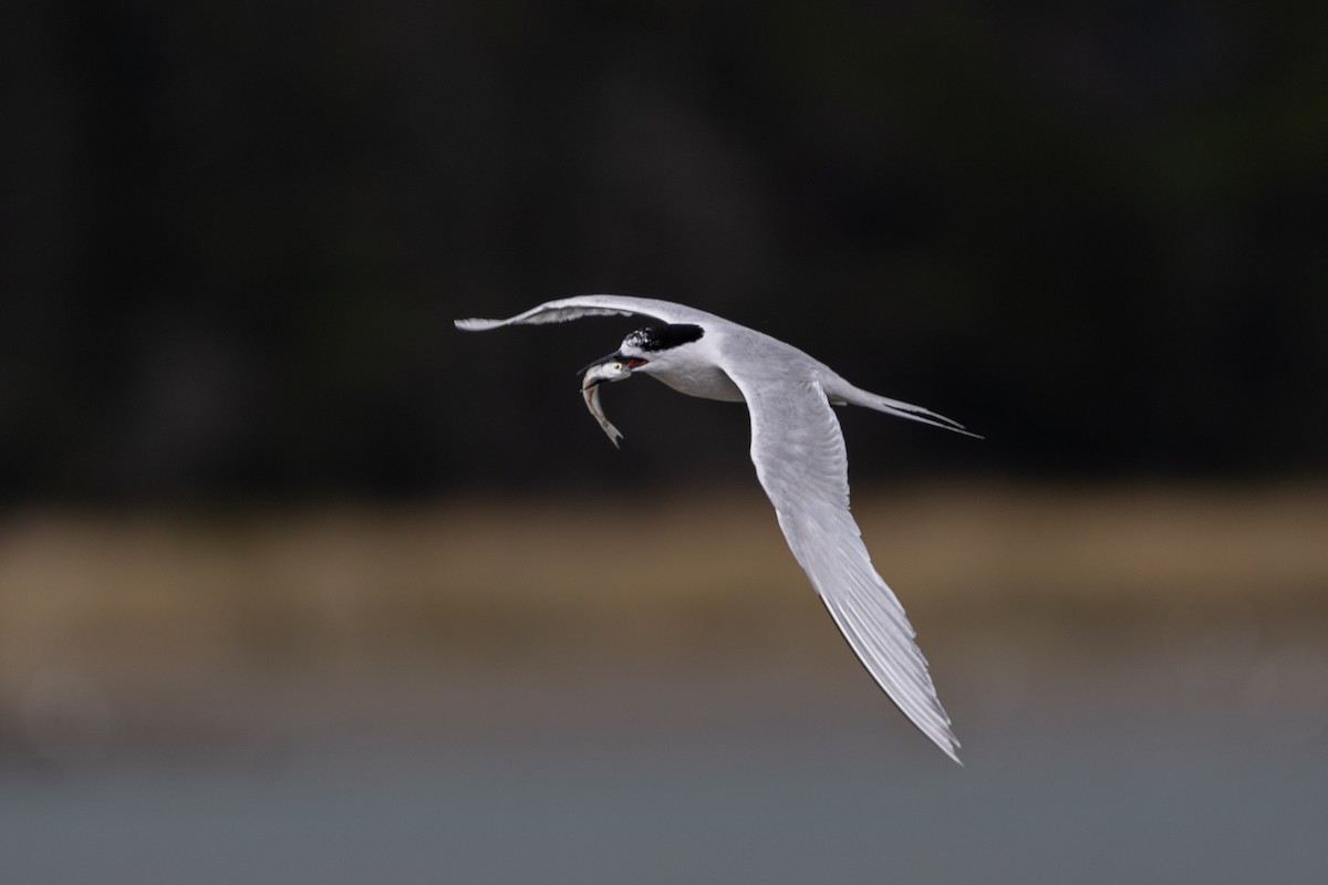 White-fronted Tern - ML614427635
