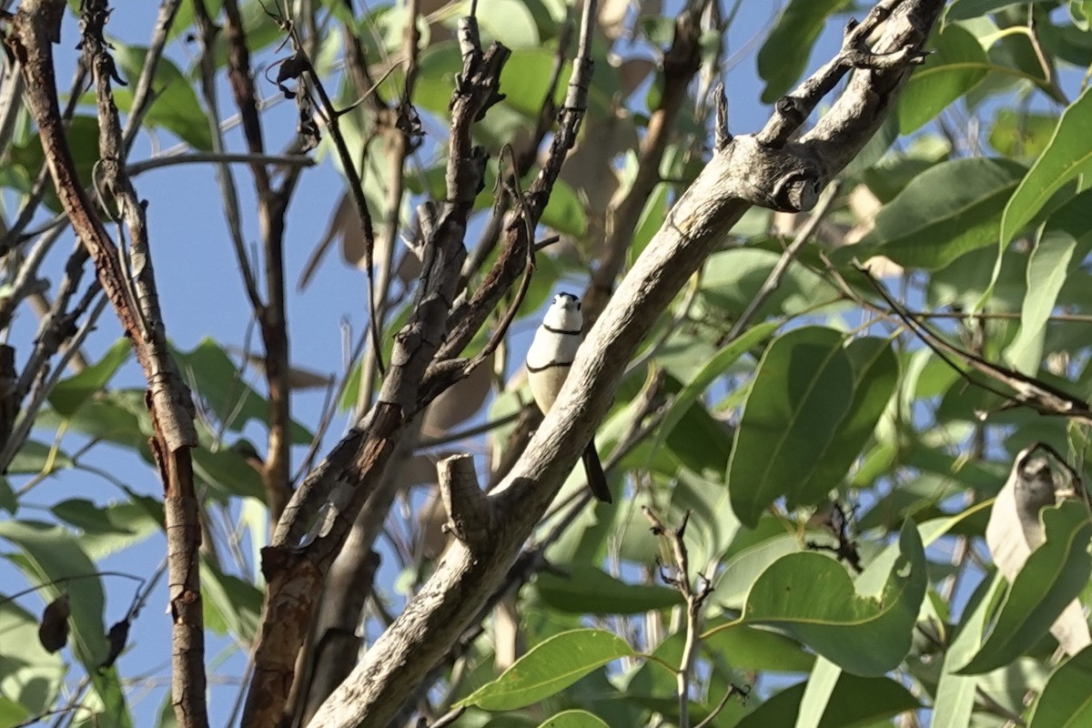 Double-barred Finch - ML614427647