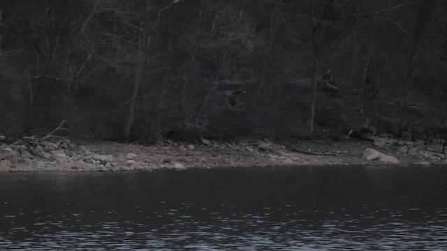 Cormoran vigua - ML614427720