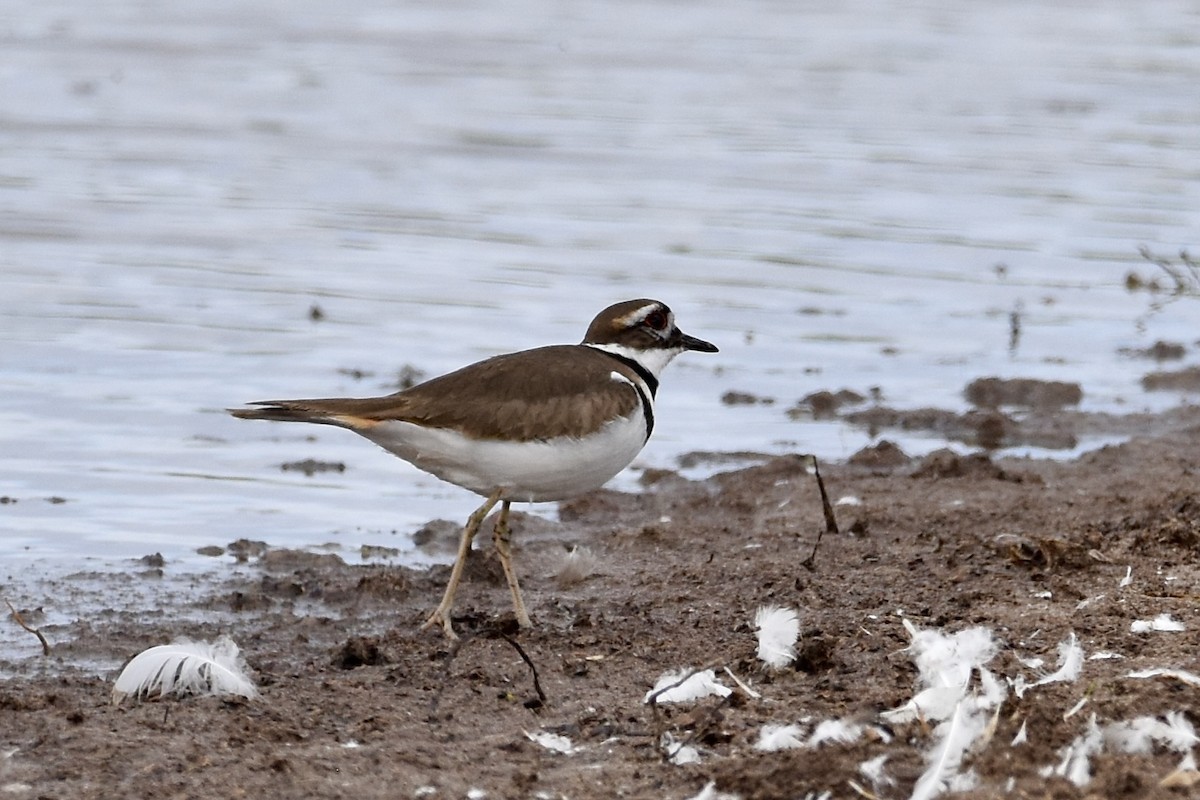 Killdeer - ML614427729