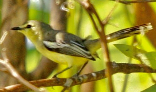 Lesser Wagtail-Tyrant - ML614427765