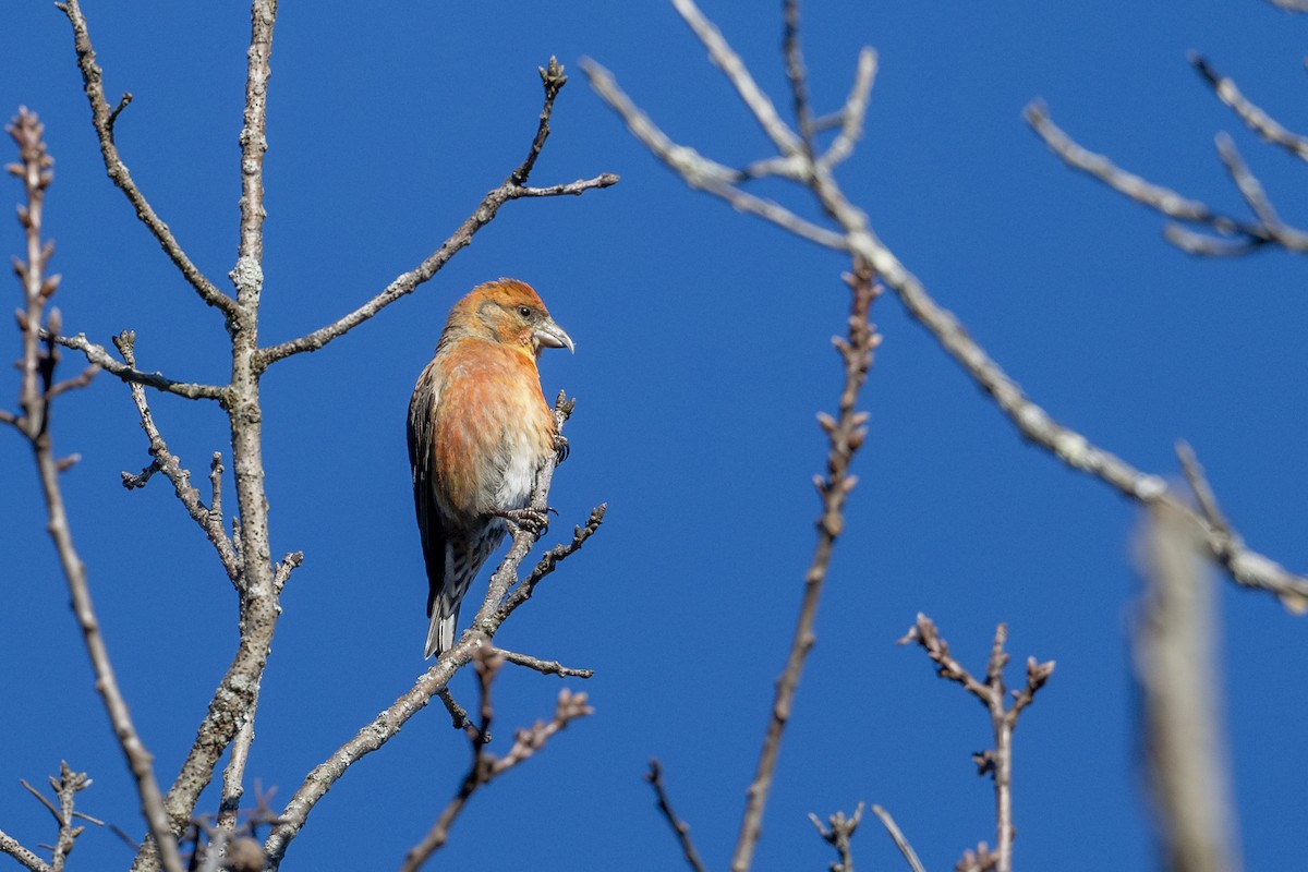 Red Crossbill - ML614427775