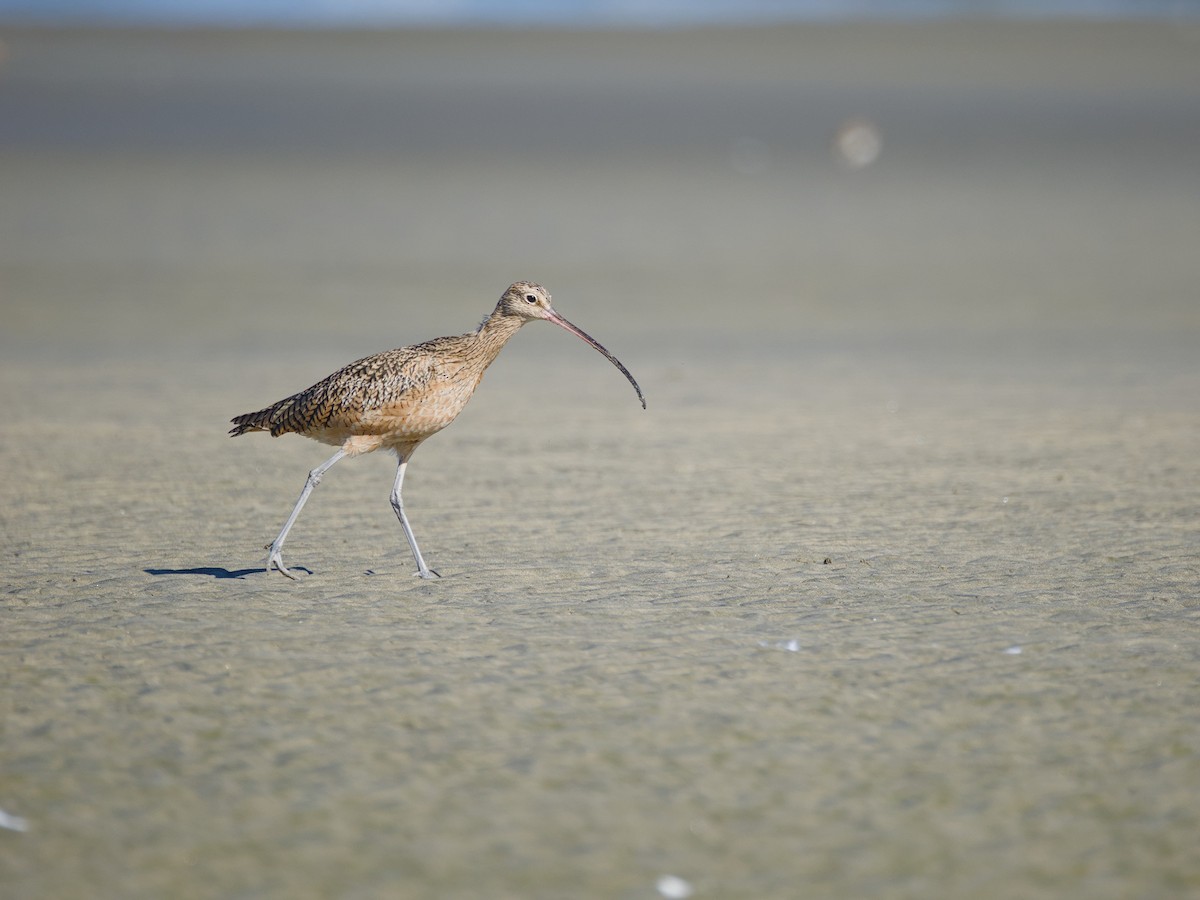 Long-billed Curlew - ML614427922