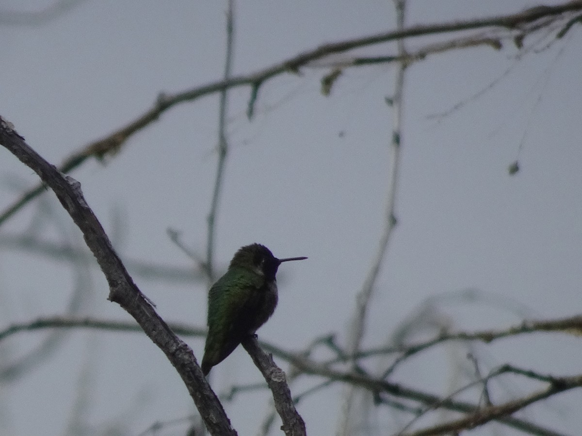 Anna's Hummingbird - ML614428003