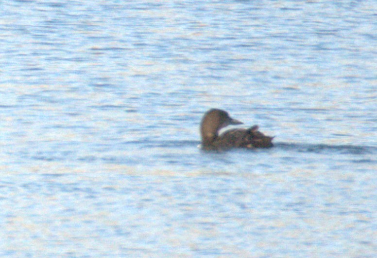 Common Loon - ML614428005