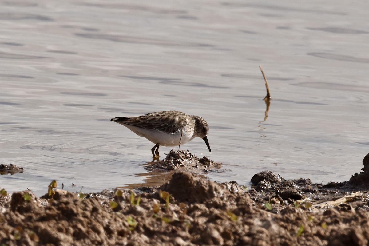 Least Sandpiper - ML614428015