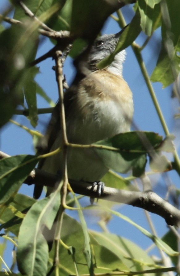 Rufous-banded Honeyeater - Connie Lintz