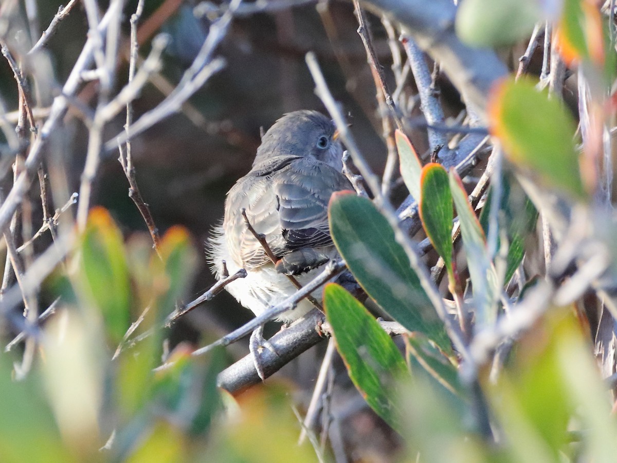 Horsfield's Bronze-Cuckoo - ML614428180