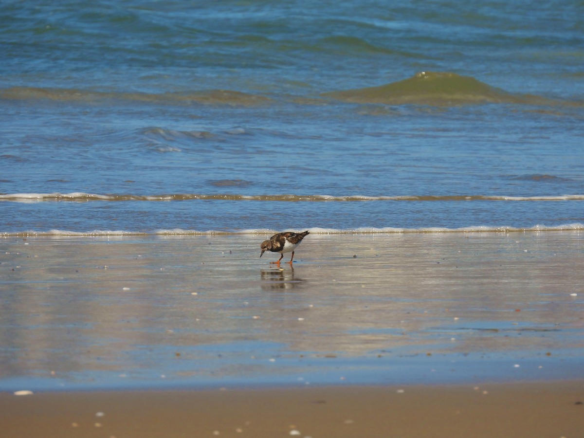 Ruddy Turnstone - ML614428260