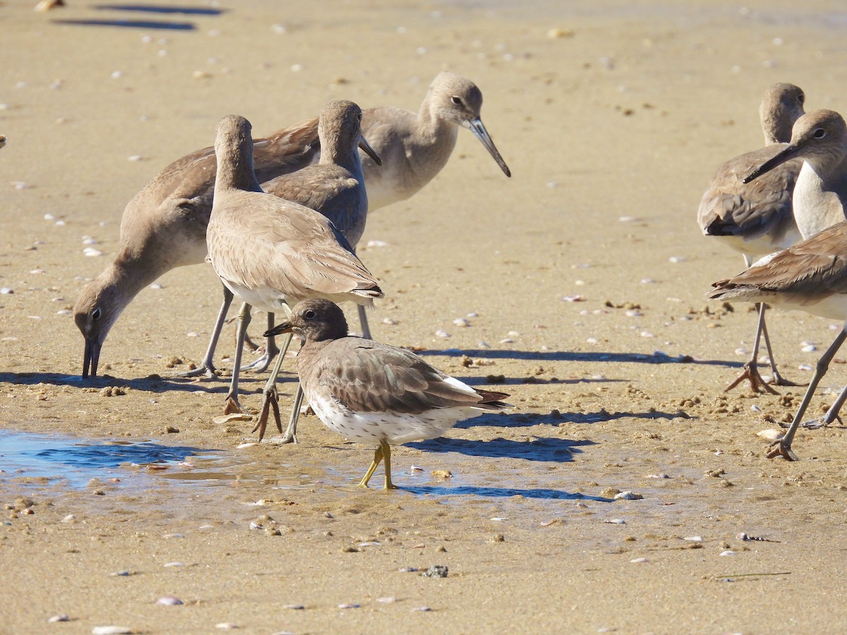 Surfbird - Celic Montoya