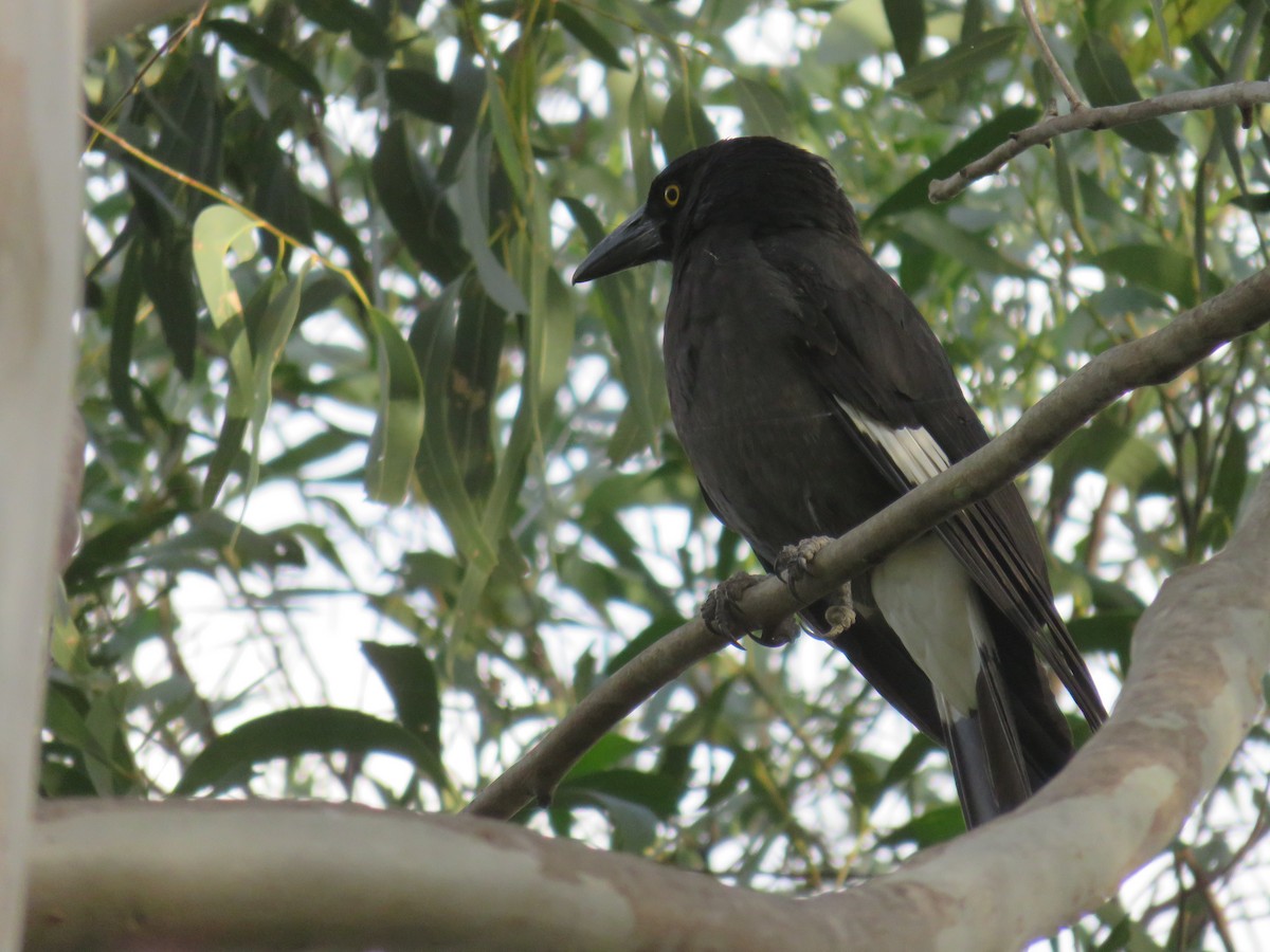 Pied Currawong - ML614428332