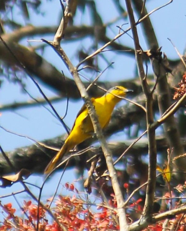 Orange Minivet - ML614428420