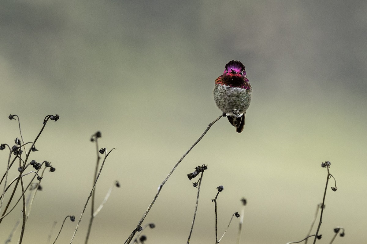 Anna's Hummingbird - Kathryn McGiffen