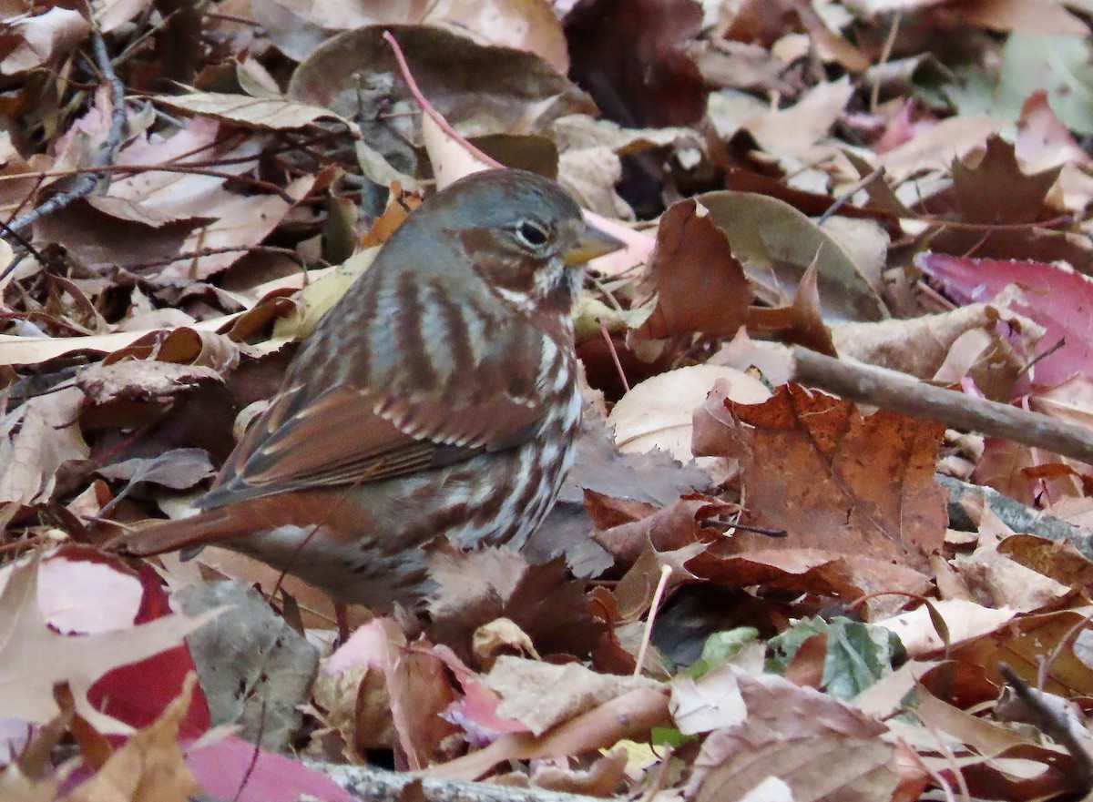 Fox Sparrow - ML614428507