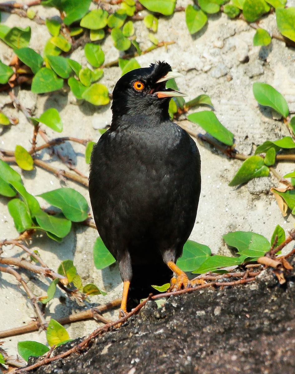 Crested Myna - Neoh Hor Kee