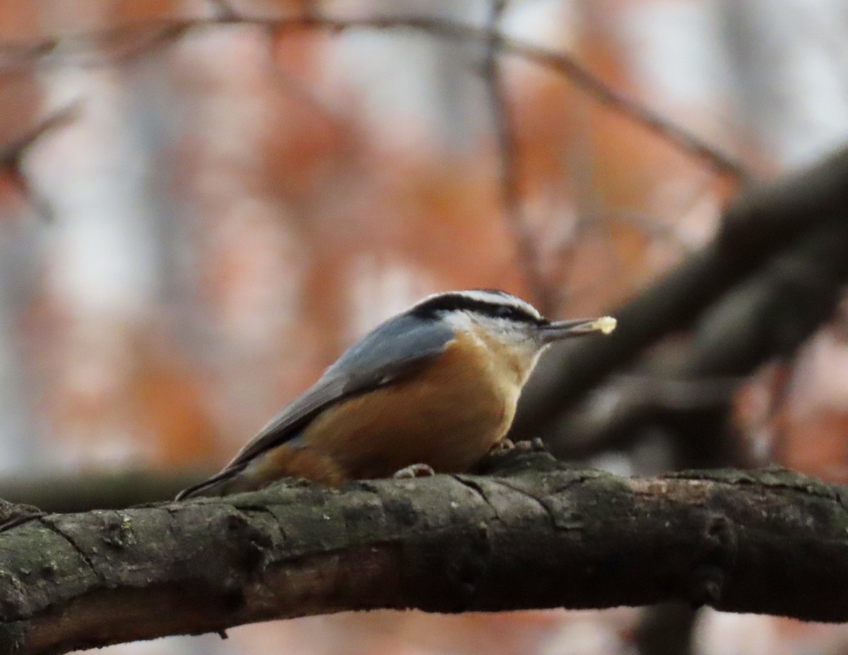 Red-breasted Nuthatch - ML614428612