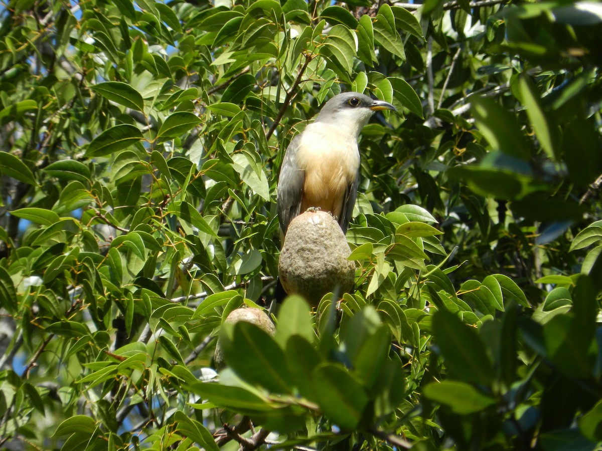 Mangrove Cuckoo - Richard Jeffers