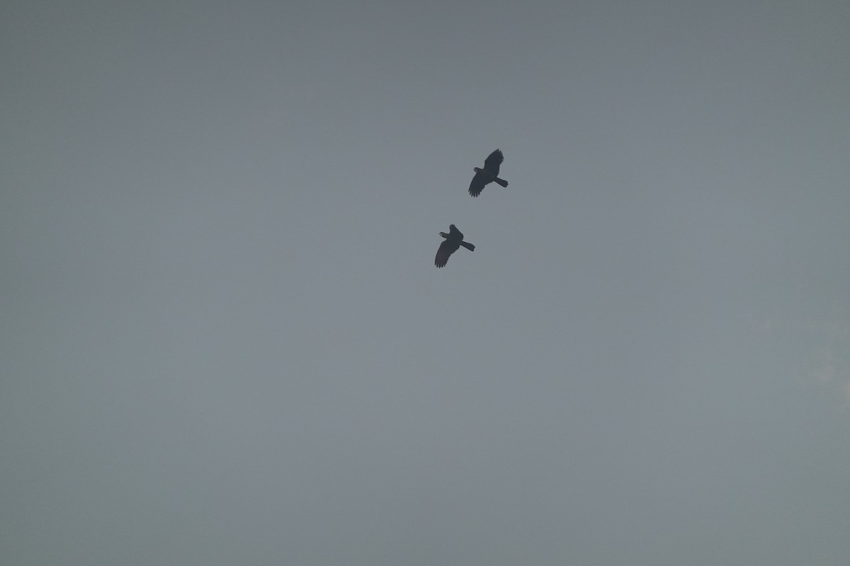 Red-tailed Black-Cockatoo - ML614428635