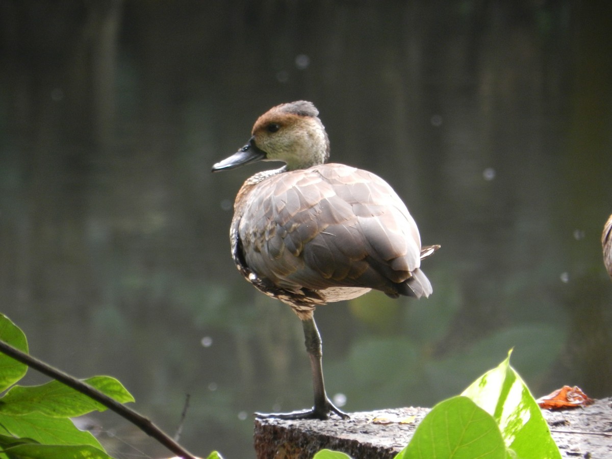 West Indian Whistling-Duck - Richard Jeffers