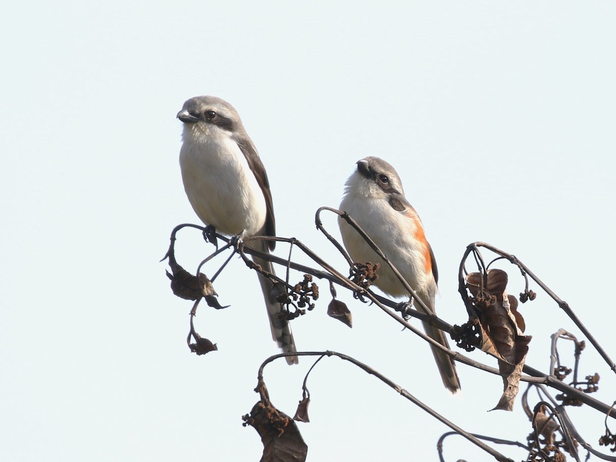 Mackinnon's Shrike - ML614428818