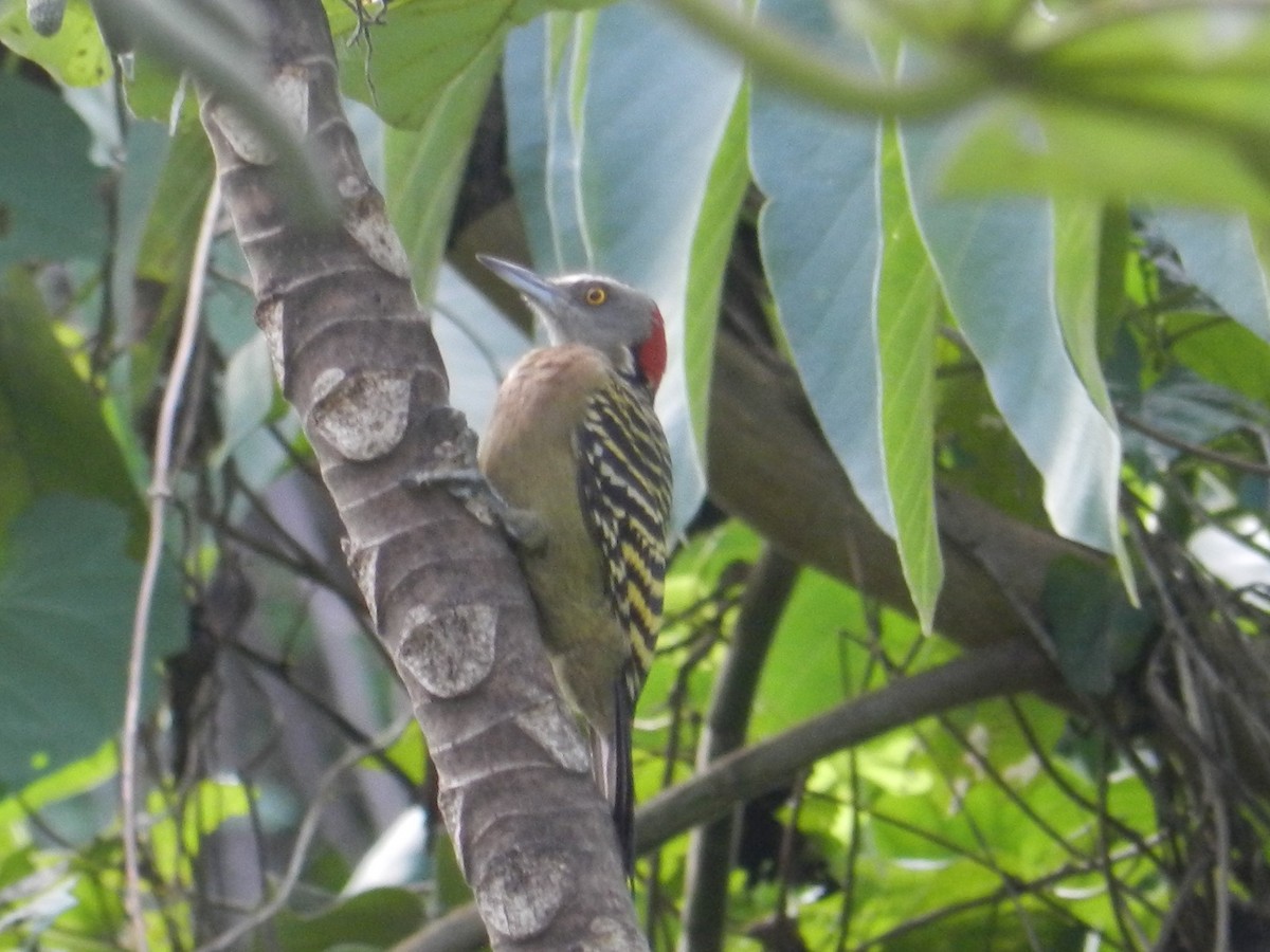 Hispaniolan Woodpecker - Richard Jeffers