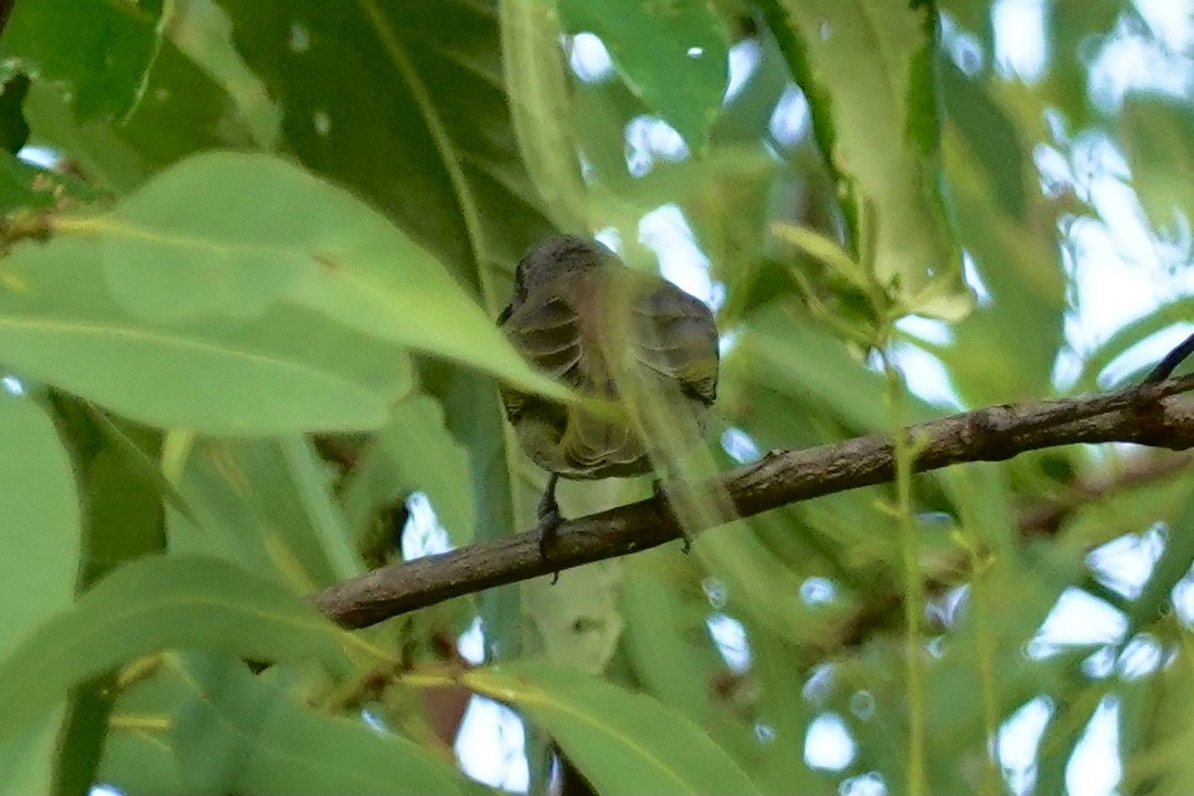 Brown Honeyeater - ML614428882