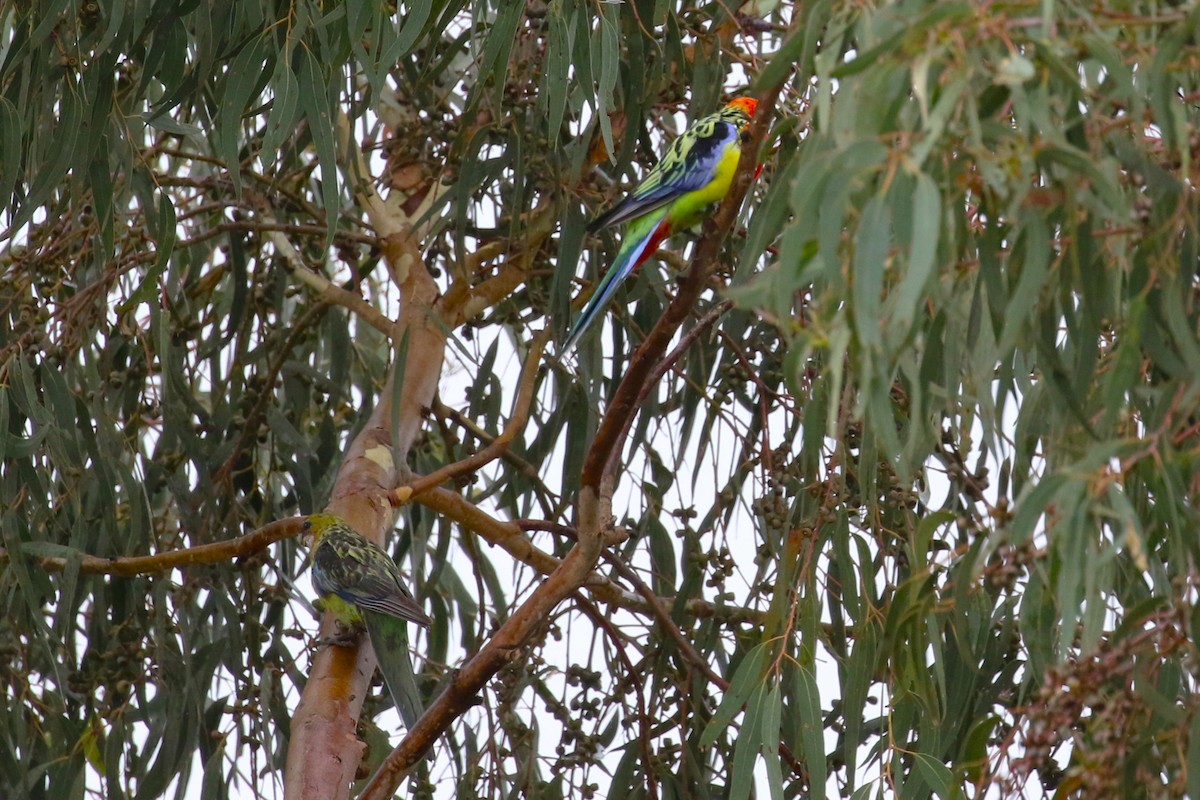 Eastern Rosella - ML614428915