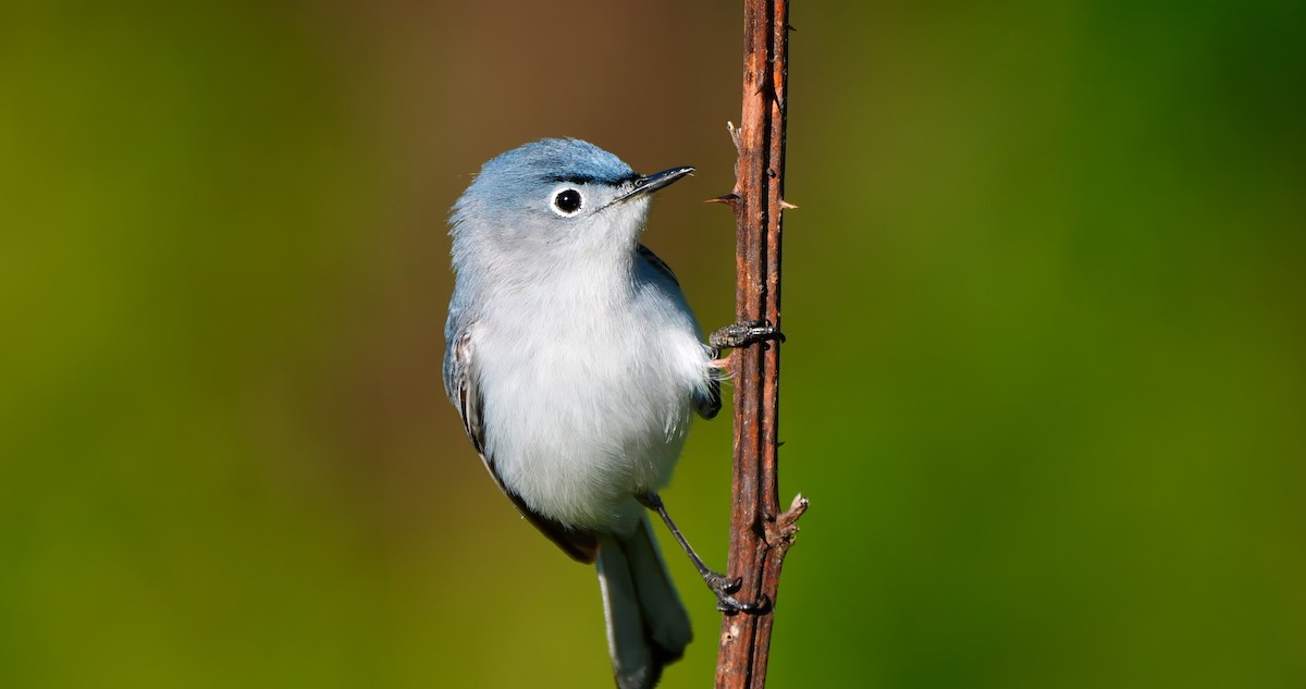 Blue-gray Gnatcatcher - ML614428926