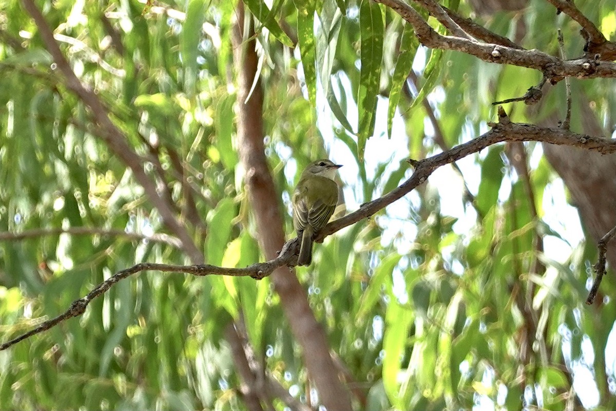 Lemon-bellied Flyrobin (Lemon-bellied) - ML614428940