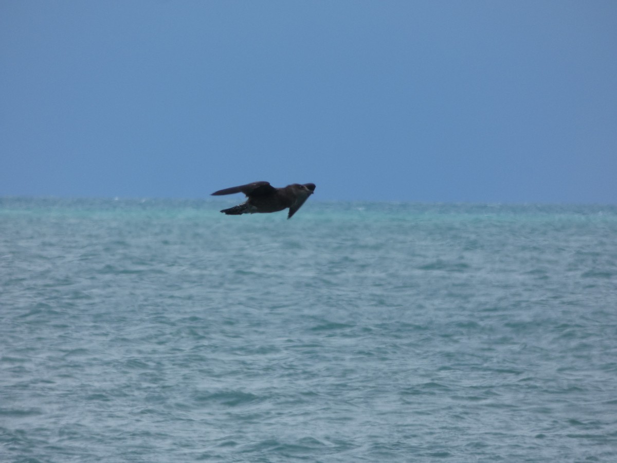 racek jižní - ML614429046