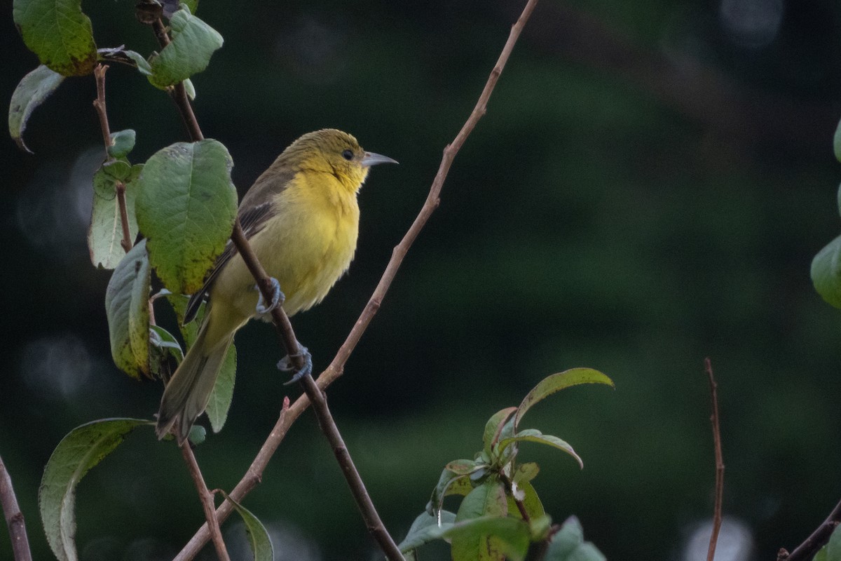 Orchard Oriole - ML614429058