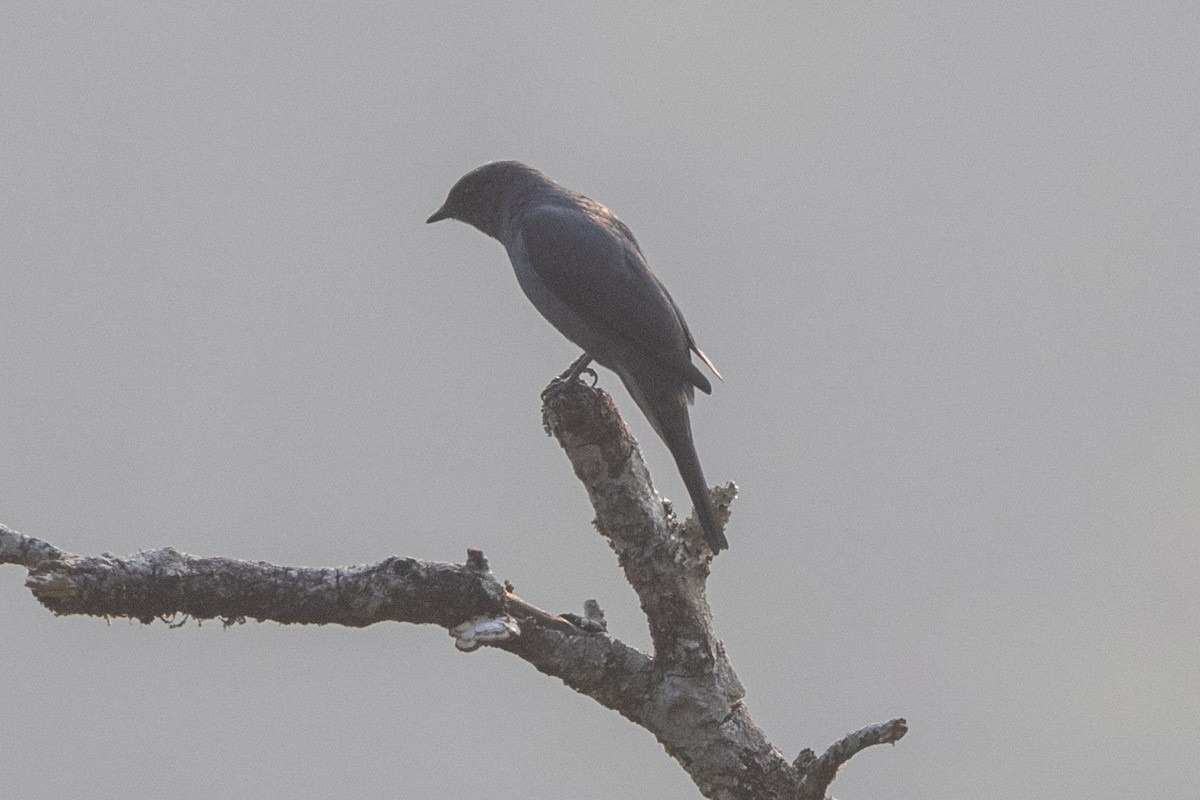 Black-winged Cuckooshrike - Uday Agashe