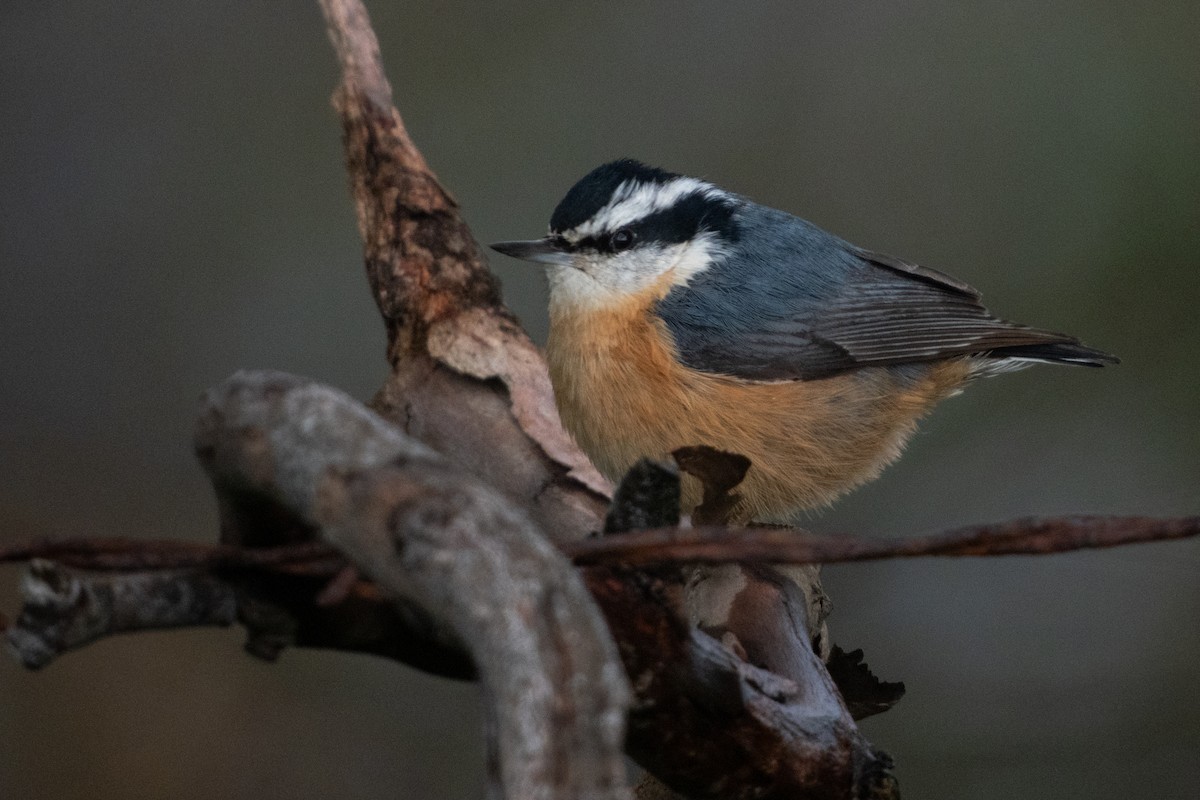 Red-breasted Nuthatch - ML614429098