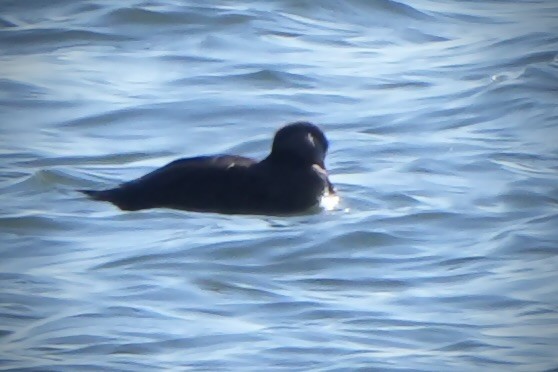 White-winged Scoter - ML614429311