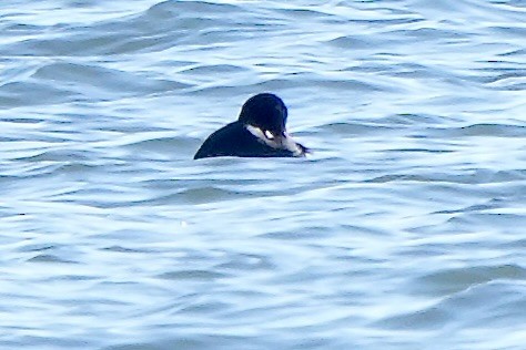 White-winged Scoter - ML614429313
