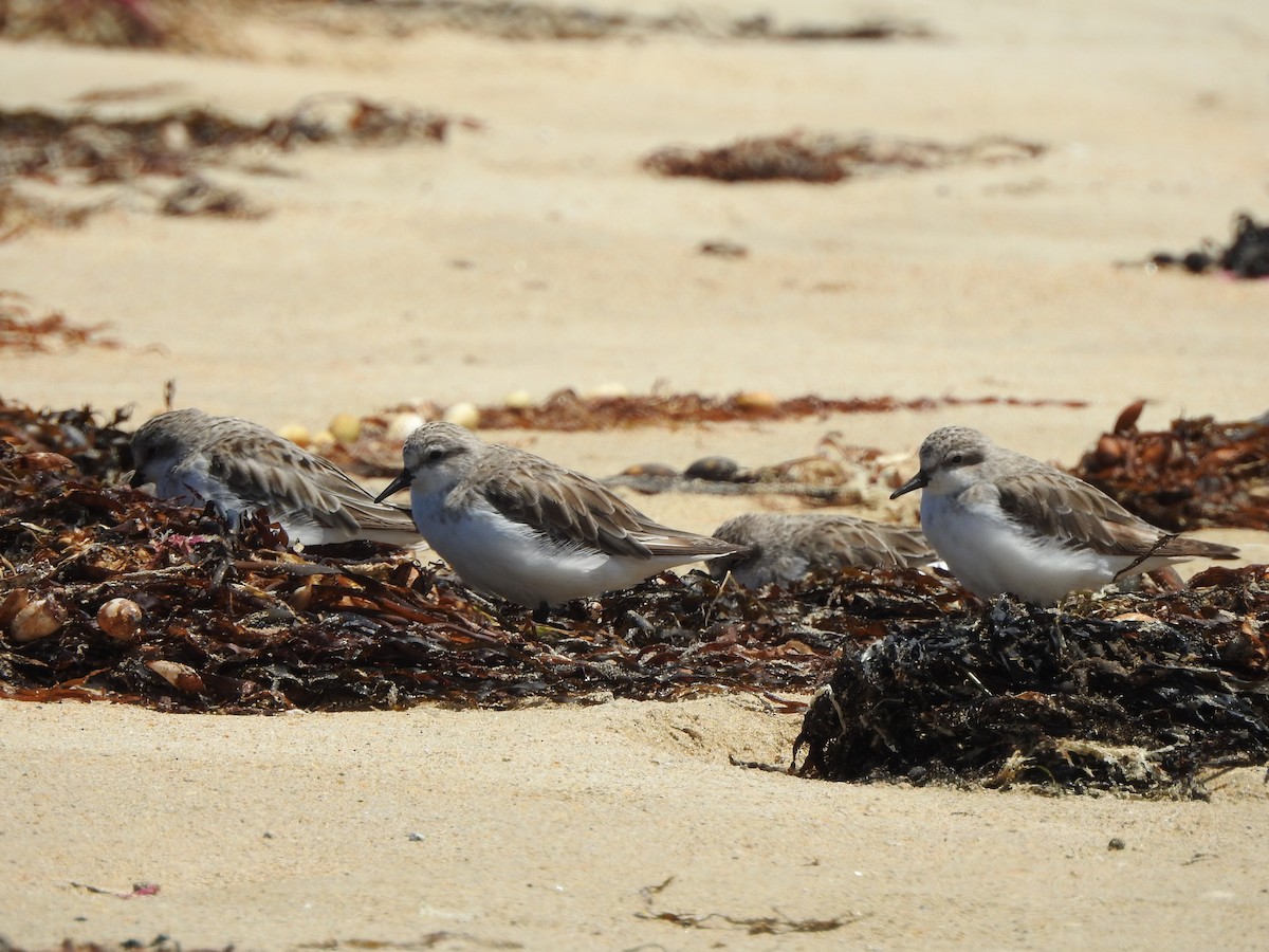 Red-necked Stint - ML614429393