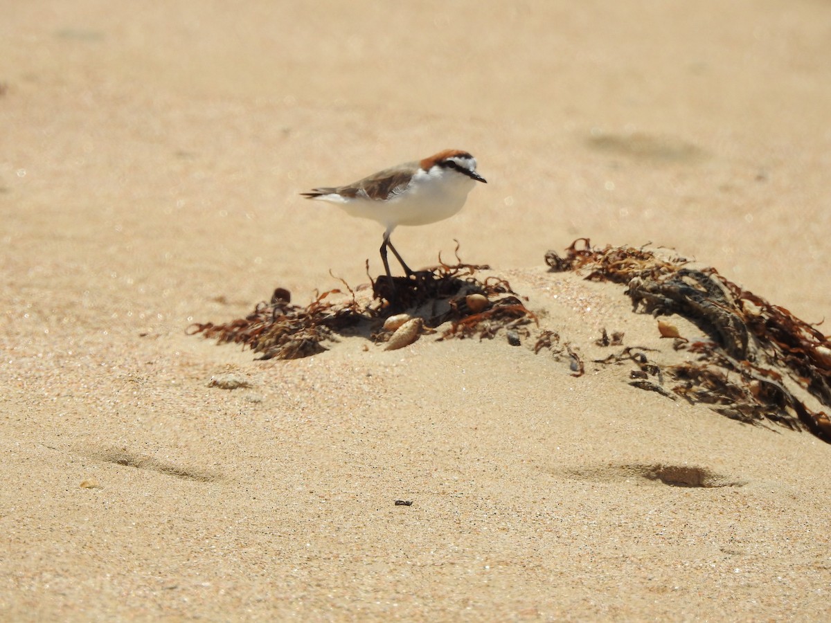 Red-capped Plover - ML614429405
