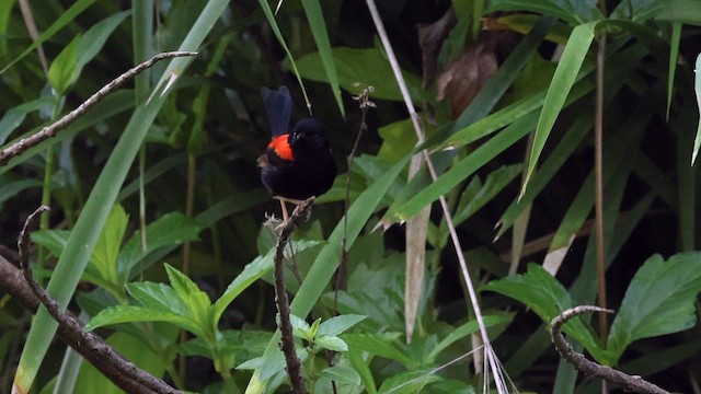 Mérion à dos rouge - ML614429488