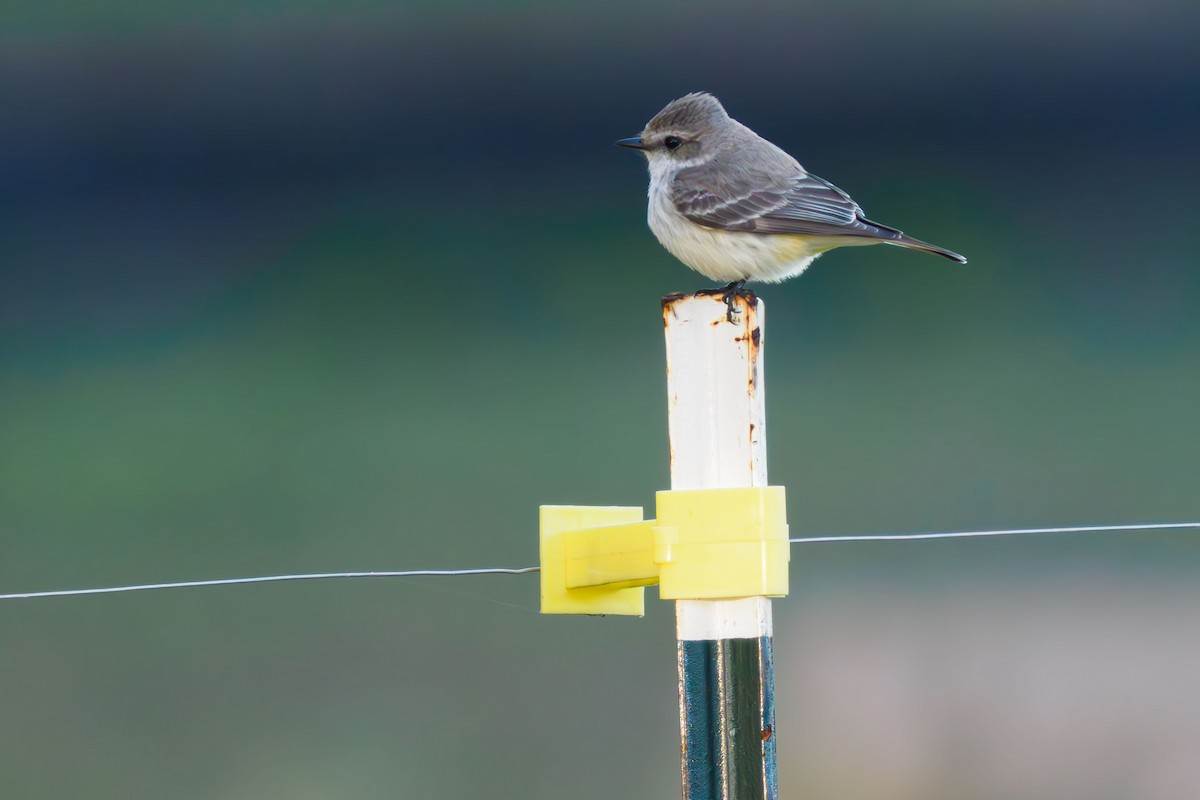 Vermilion Flycatcher - ML614429501