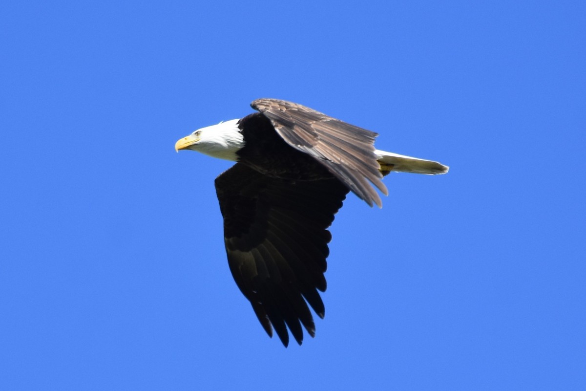 Bald Eagle - ML614429573