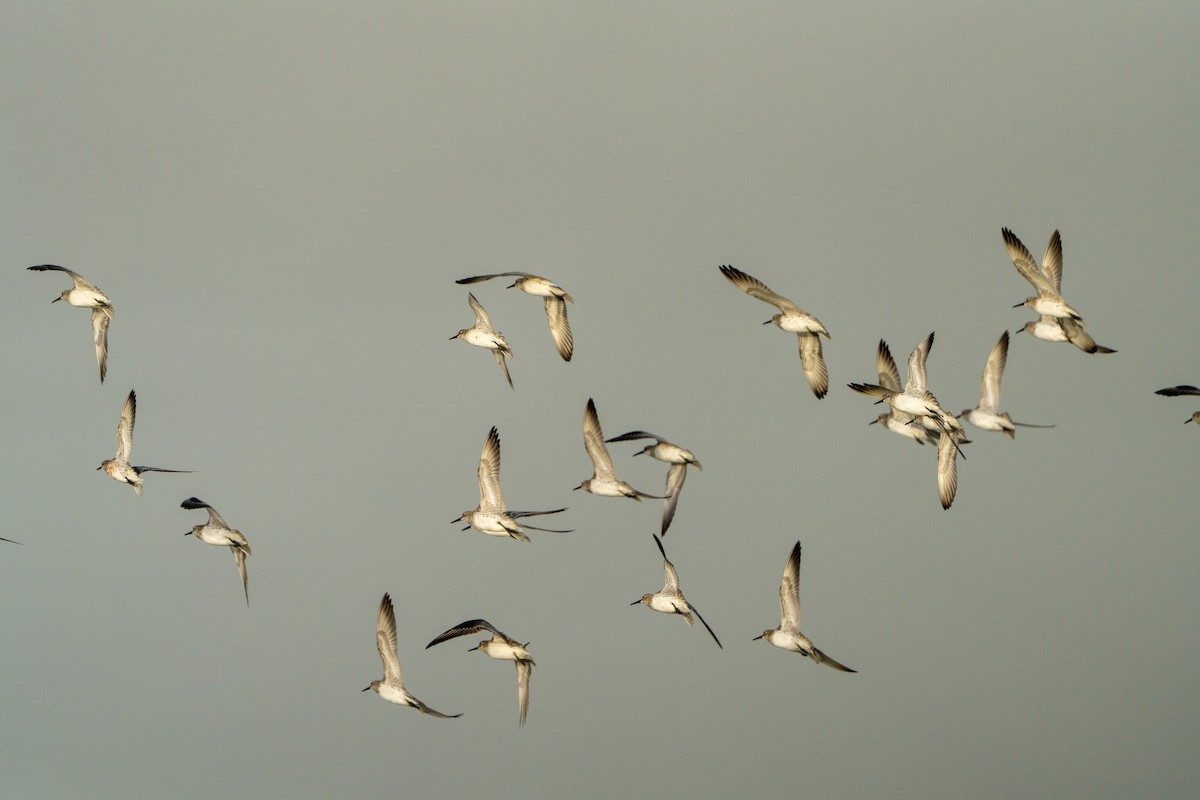 Great Knot - ML614429595