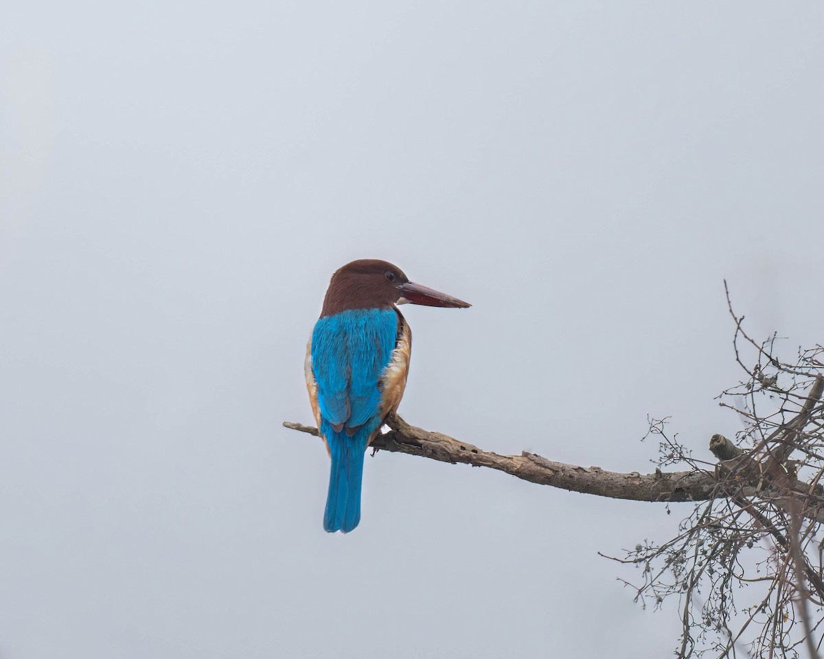 White-throated Kingfisher - ML614429618