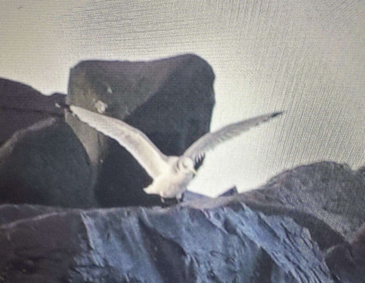 Black-legged Kittiwake - ML614429666