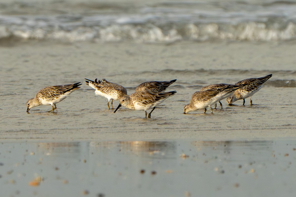 Great Knot - Noah Sparke