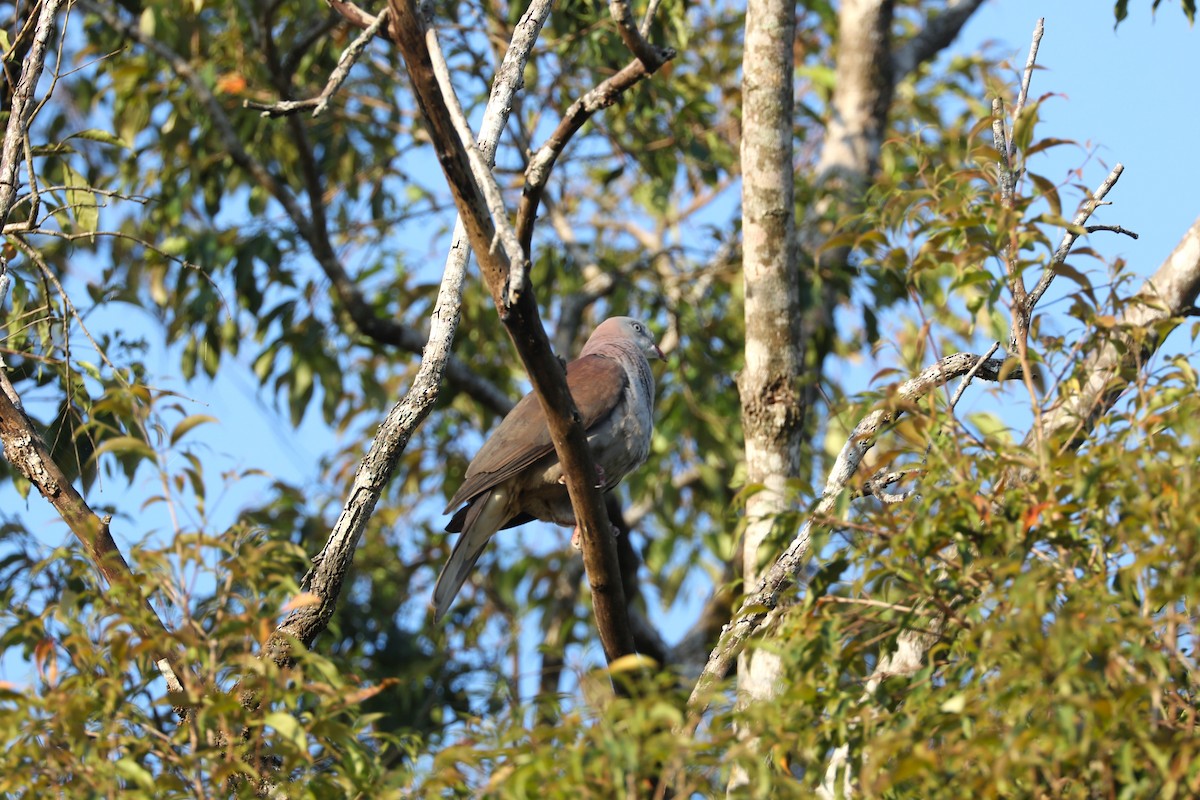 Mountain Imperial-Pigeon - ML614429686