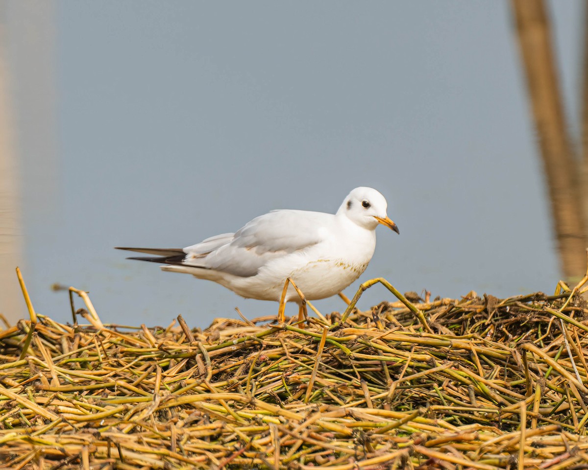 Mouette rieuse - ML614429701
