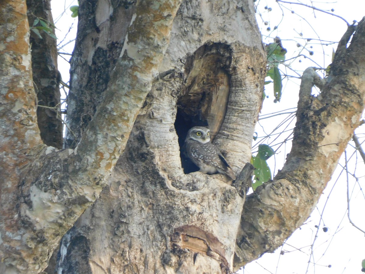 Spotted Owlet - ML614429702