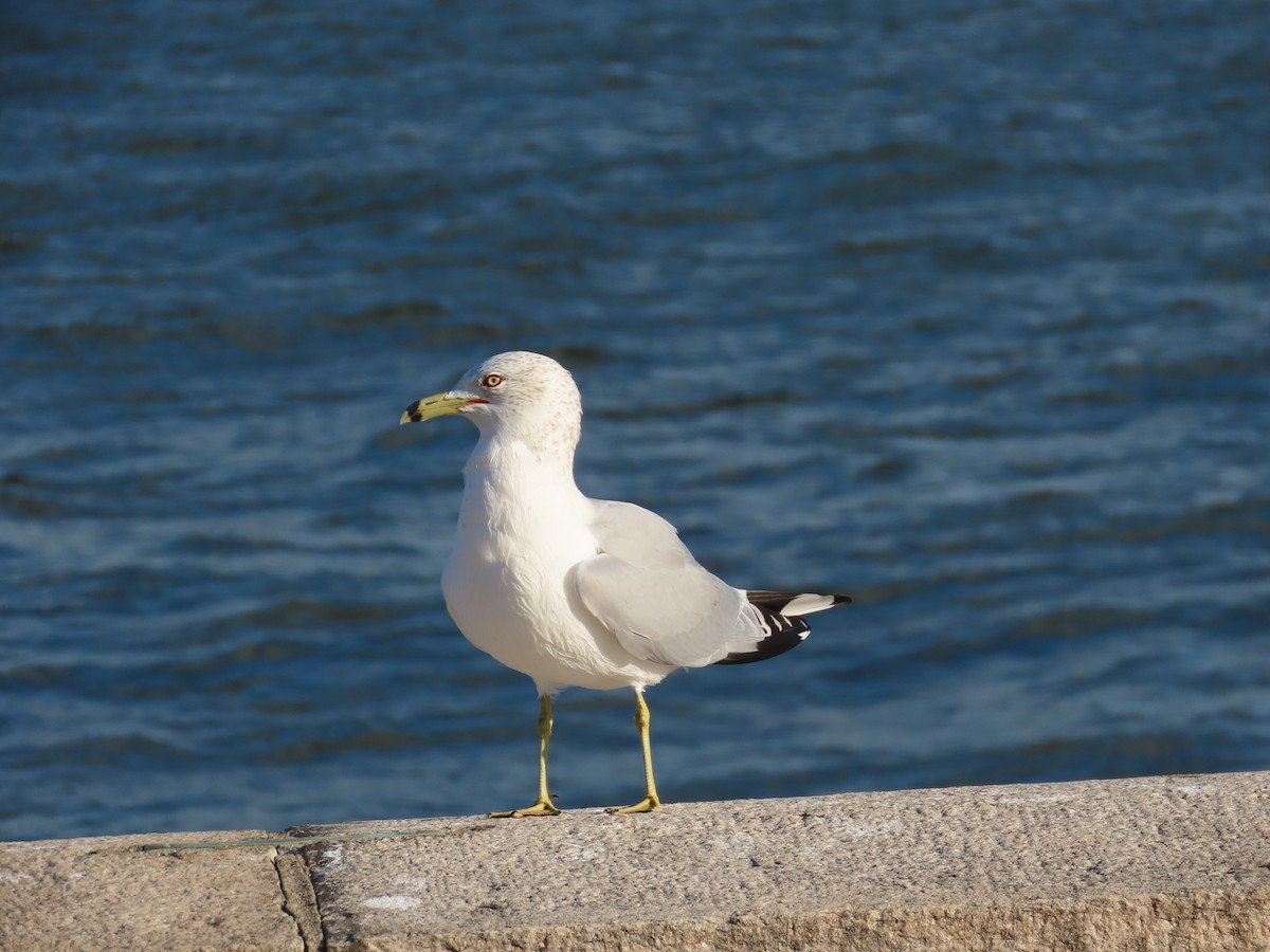 Ring-billed Gull - ML614429743