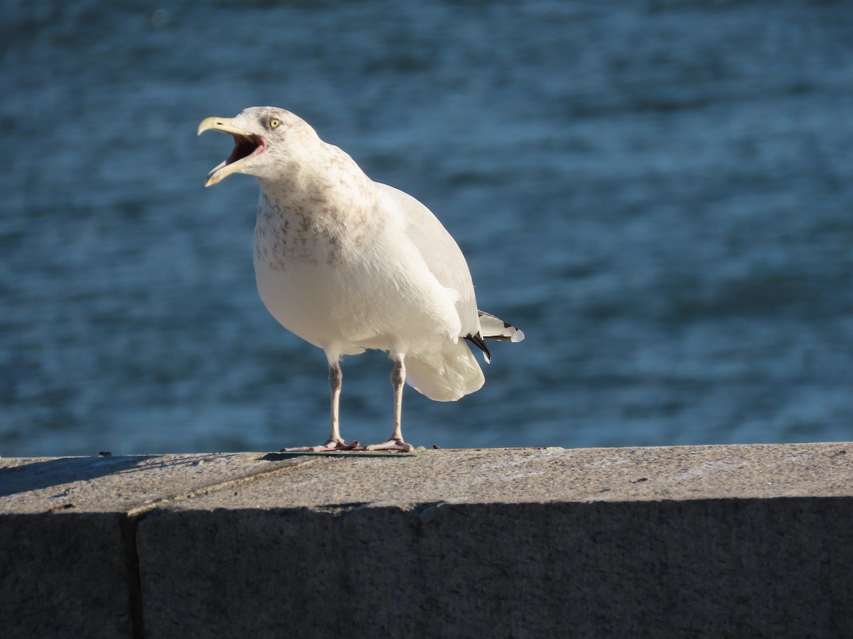 Herring Gull - ML614429750