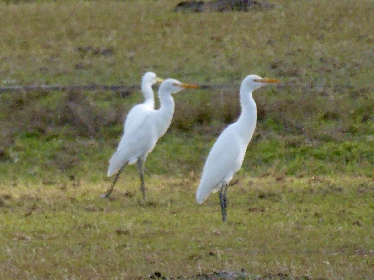 Pacific Reef-Heron - ML614429820